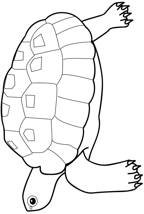 coloriage_20tortue_20000.gif